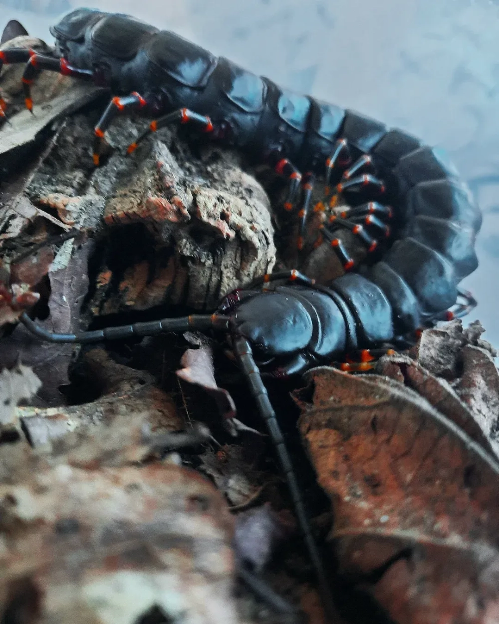 Rết khổng lồ bò trên nền đất ẩm ướt