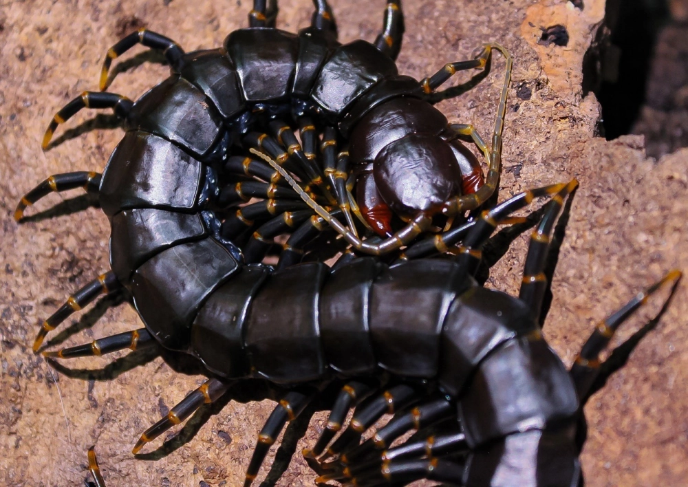 Loài rết đỏ cuộn tròn cơ thể phòng thủ