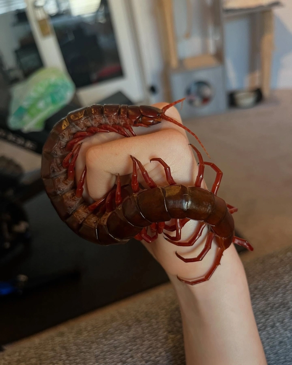 Nọc độc của rết rỉ ra từ kìm nhọn