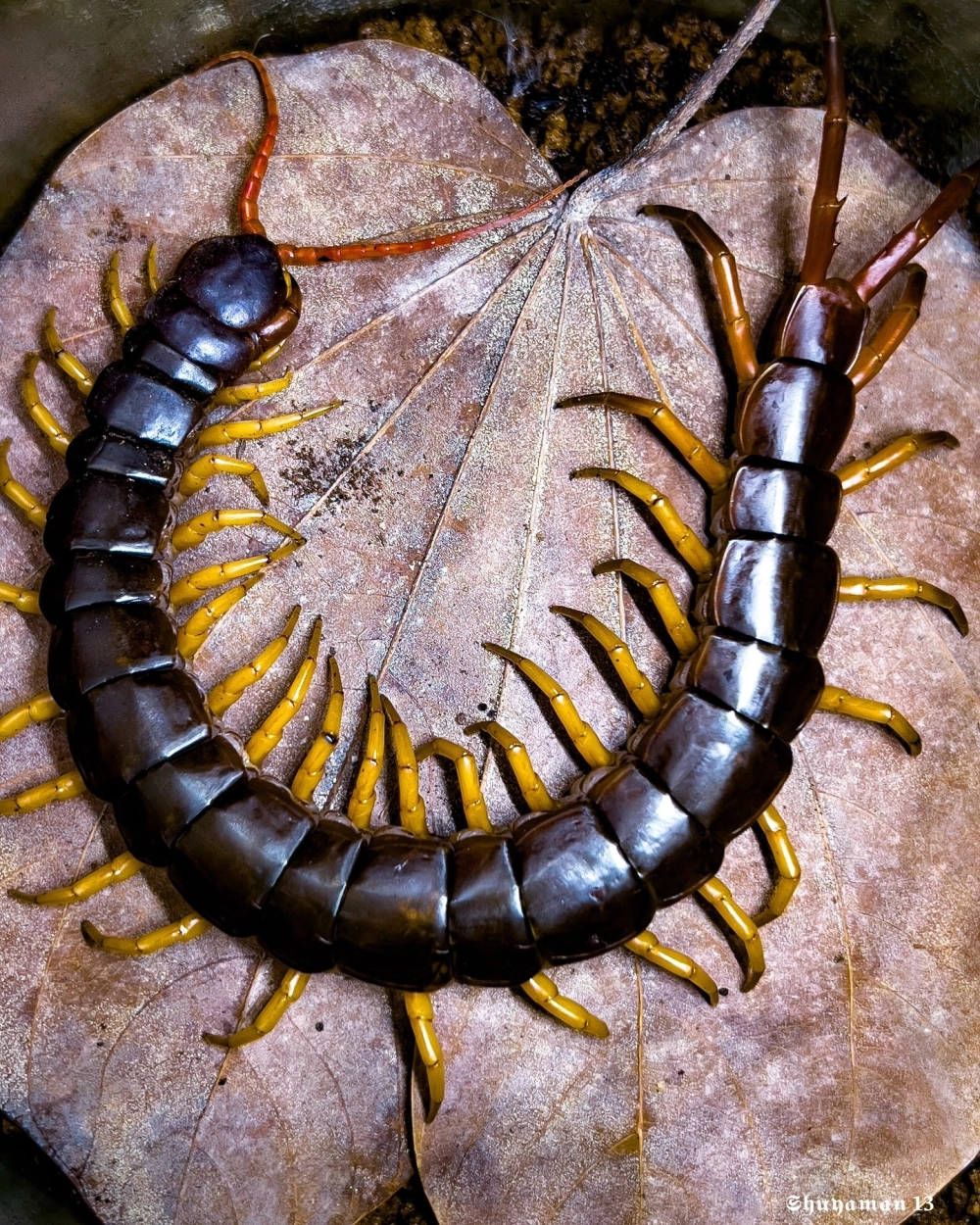 Soi chi tiết cấu tạo miệng của rết chúa