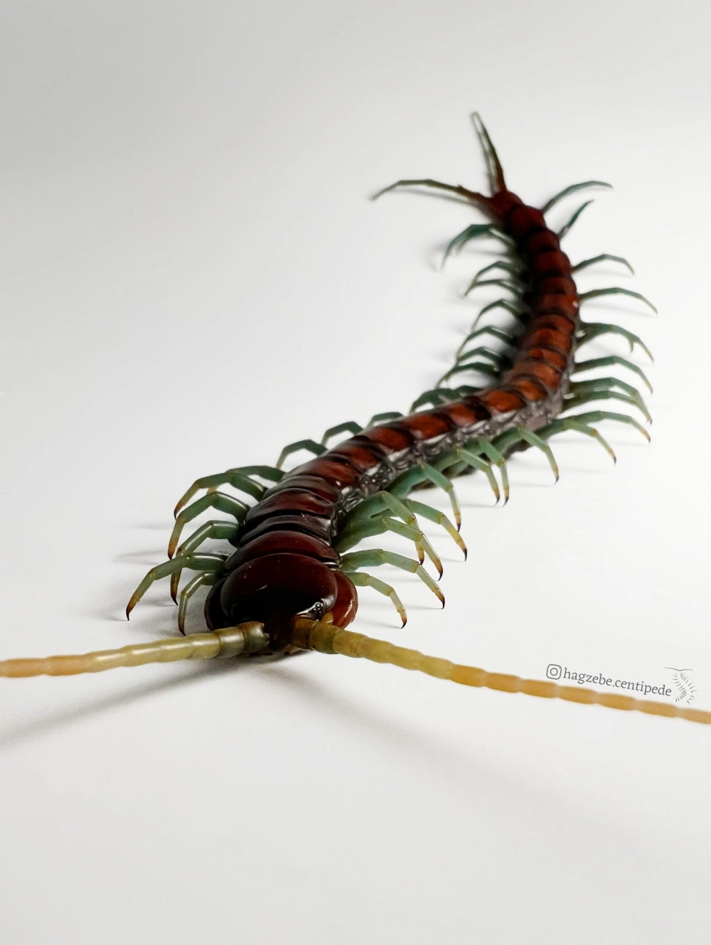 Chi tiết đầu con rết với cặp kìm sắc nhọn