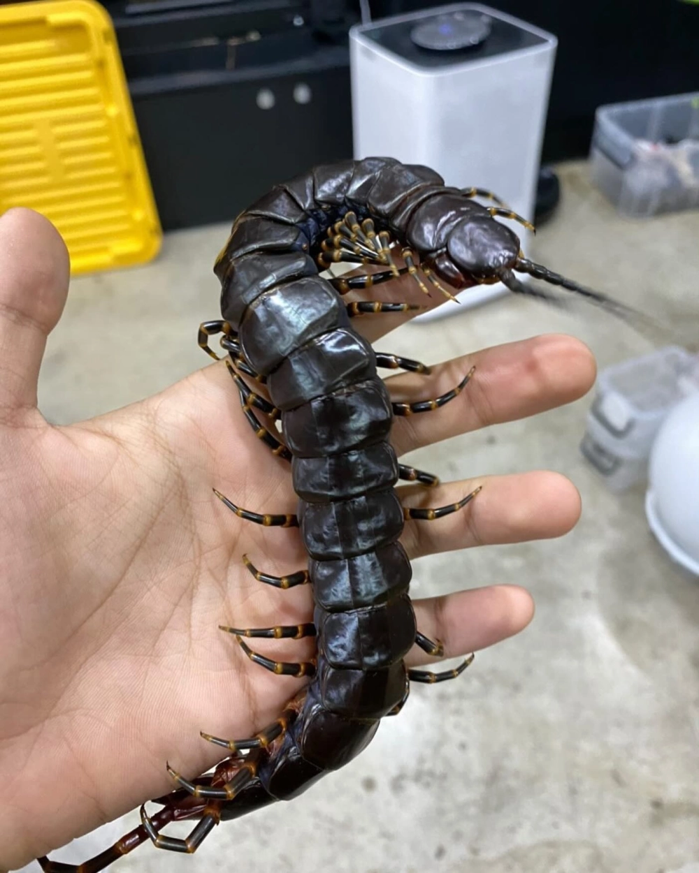 Cận cảnh rết khổng lồ đang săn mồi trong rừng