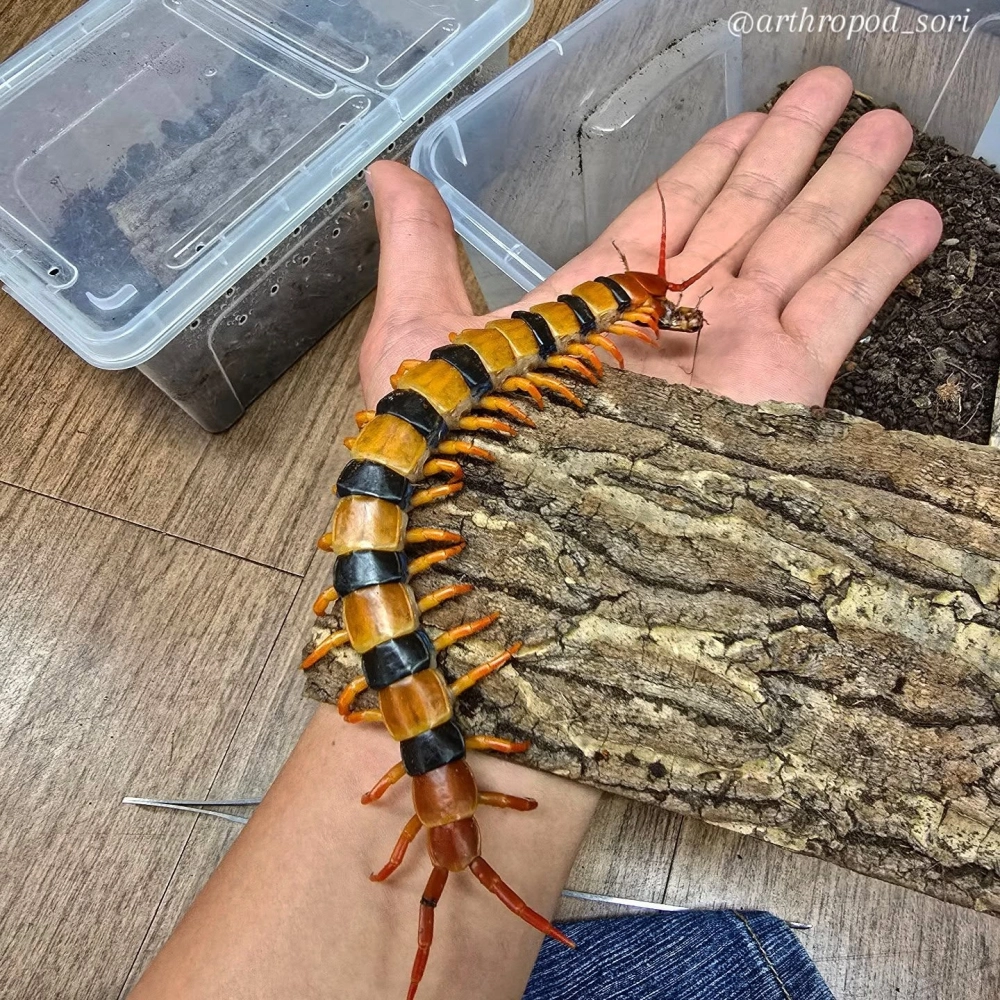 Rết nhà bò trên tường được chụp macro