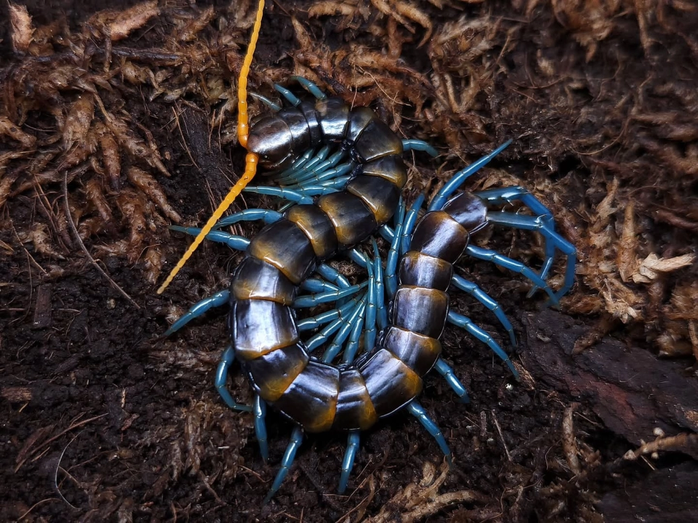 Hình ảnh rết rồng với lớp giáp cứng cáp