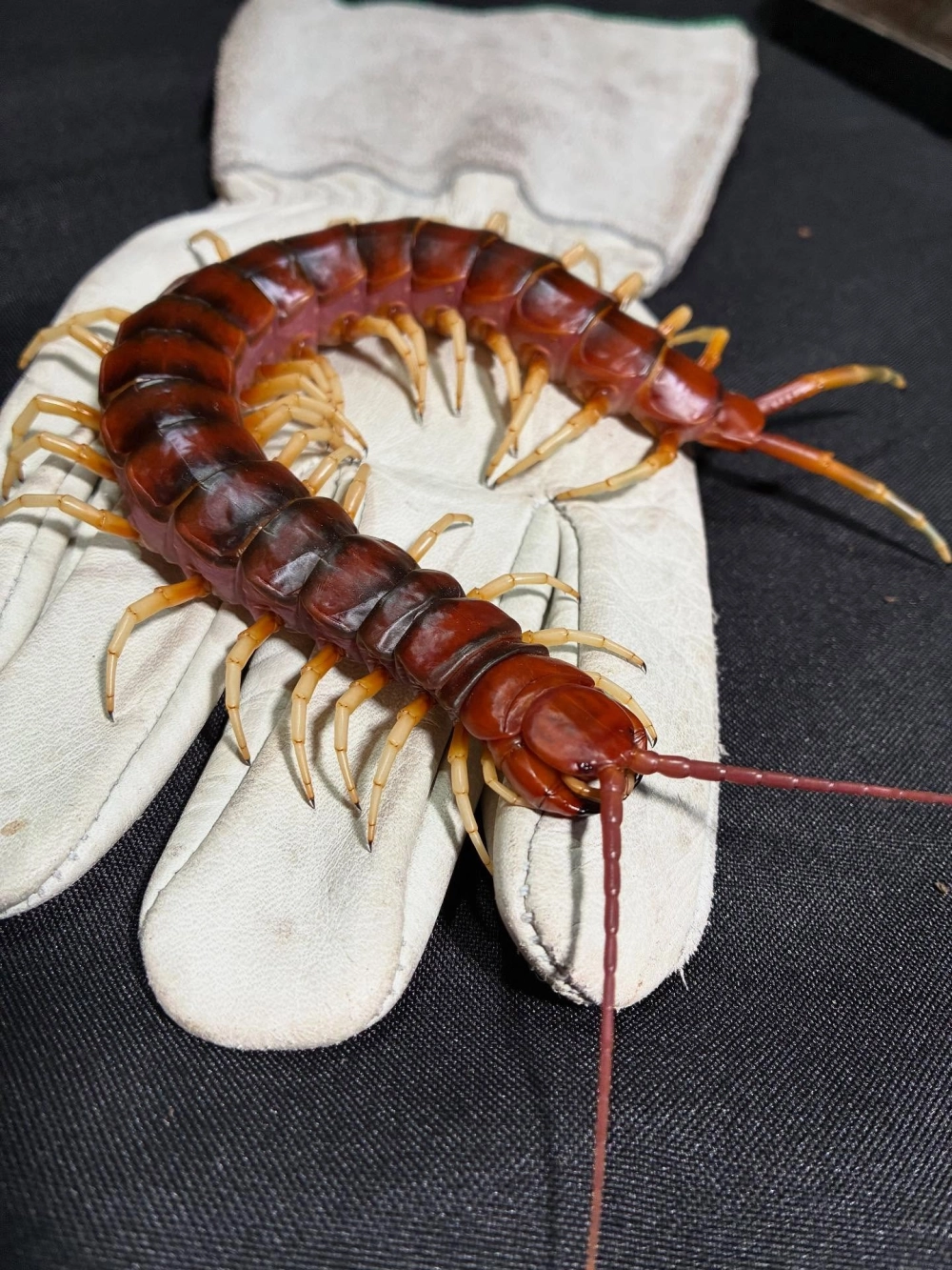 Rết việt nam kích thước lớn nhất từng ghi nhận