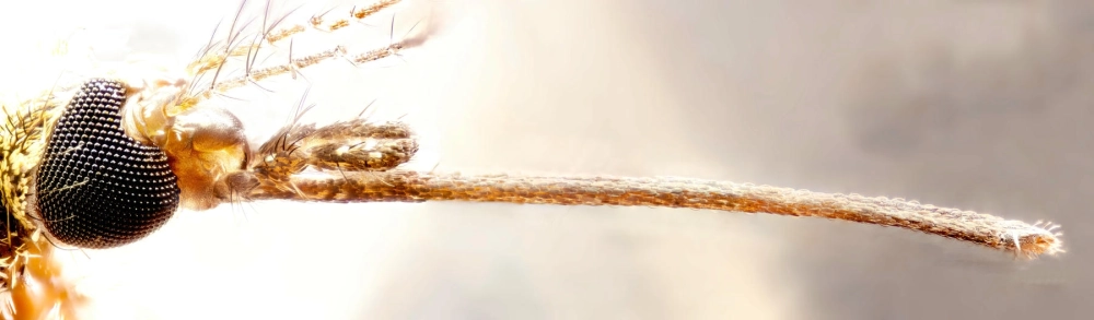 Ảnh nghệ thuật macro vòi muỗi dưới ánh sáng studio