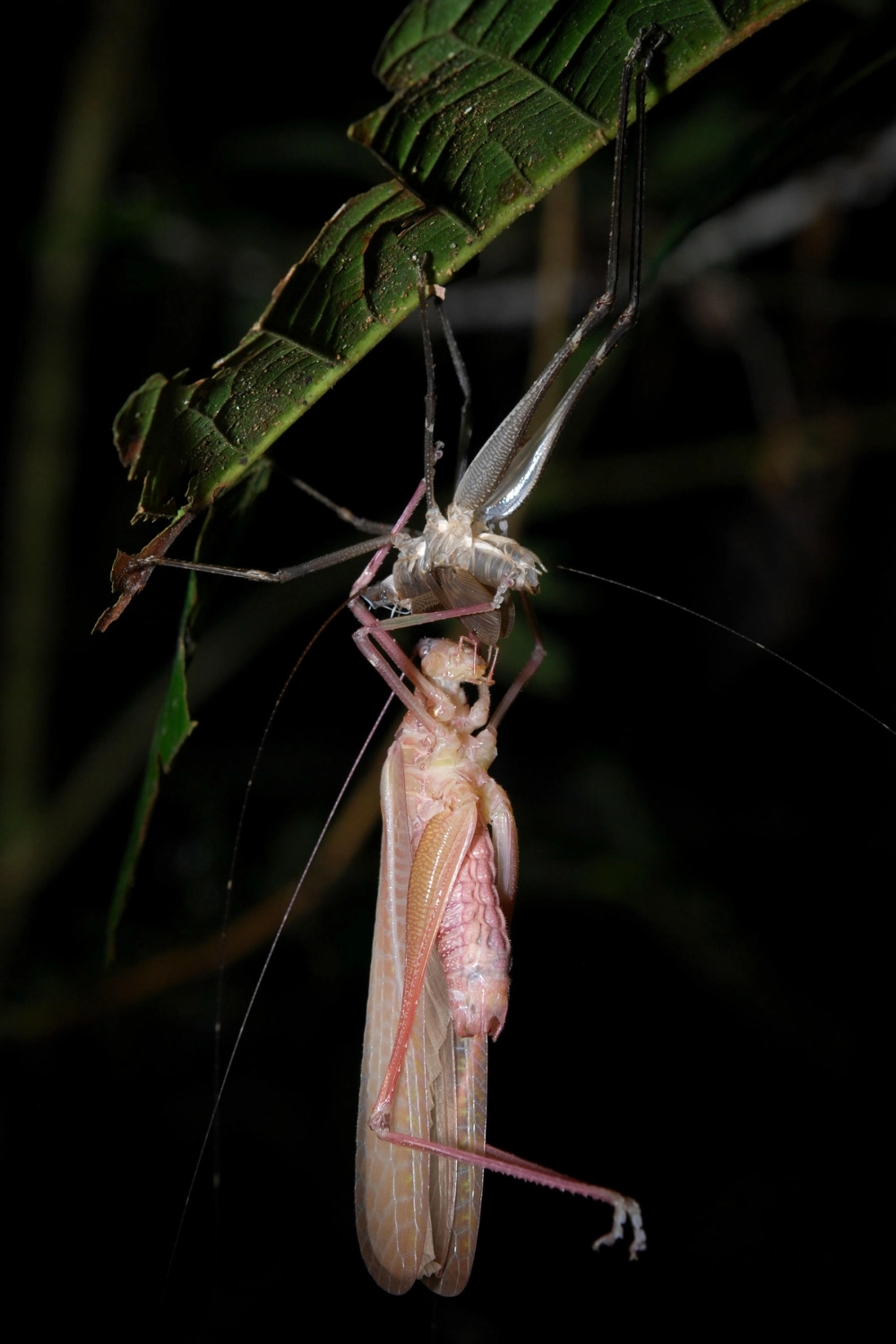 Hai con muỗi đang hút máu cùng một lúc