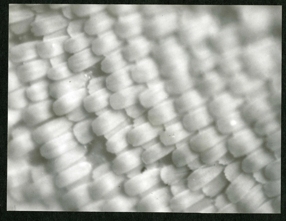 Cấu tạo cánh bướm phượng dưới kính hiển vi sắc nét từng chi tiết