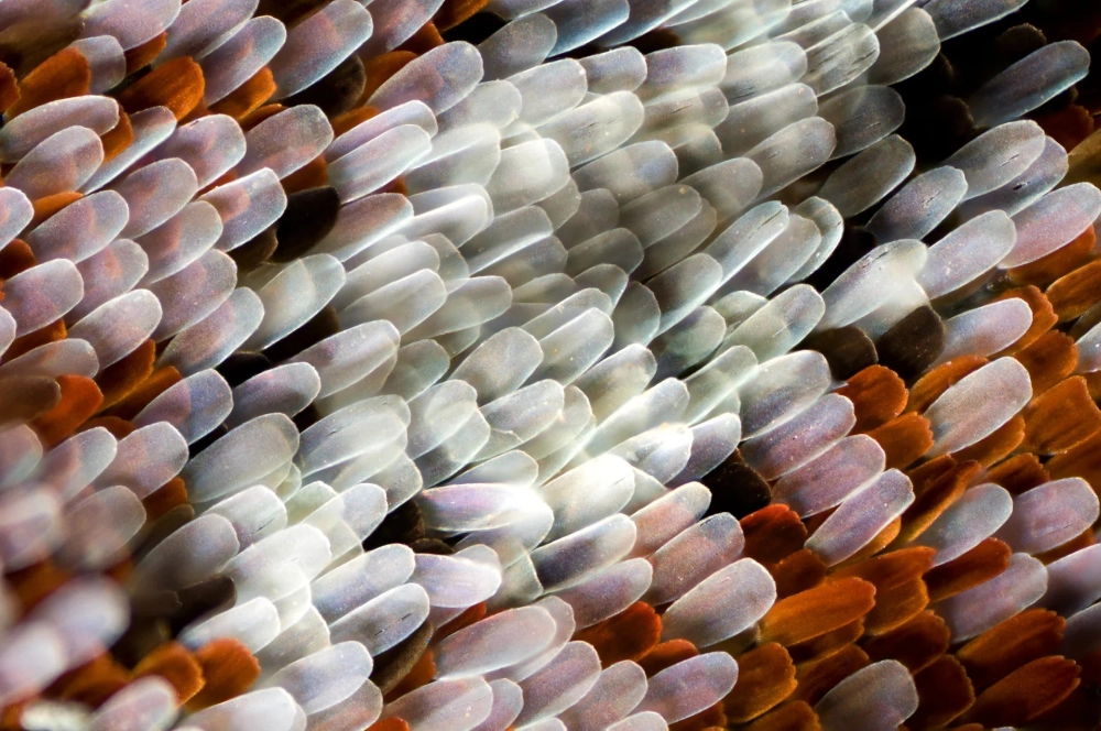 Sâu bướm hóa nhộng treo mình trên cành cây khô