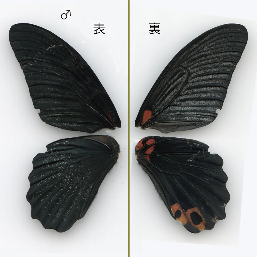 Cánh bướm trong suốt nhìn xuyên thấu độc đáo nhất 2026