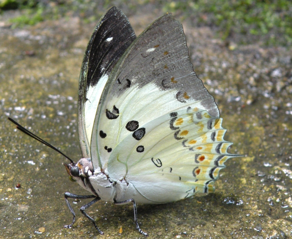 Bộ sưu tập các loài bướm việt nam đẹp nhất trong tự nhiên