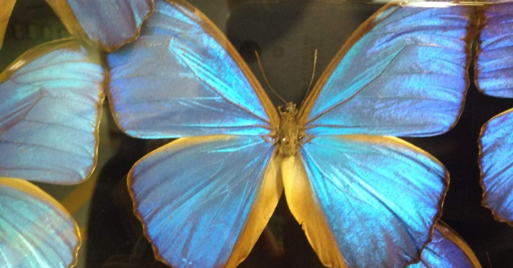 Hoa văn cánh bướm khế khổng lồ với các đốm mắt giả