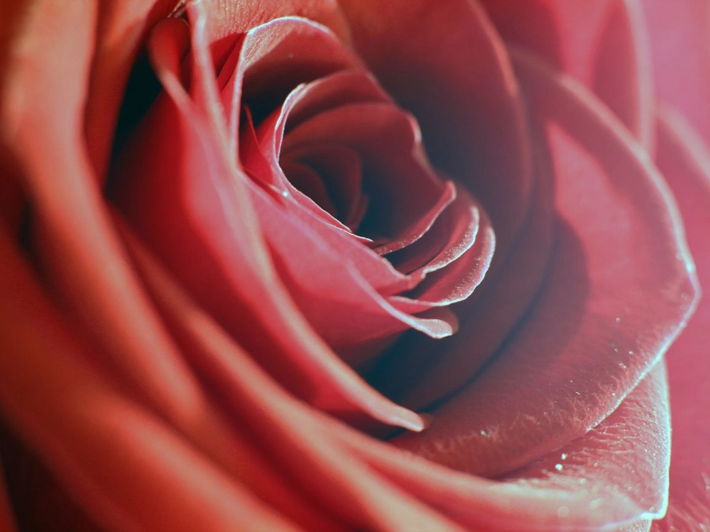 Cánh hoa hồng soi kính đẹp như thế giới thu nhỏ