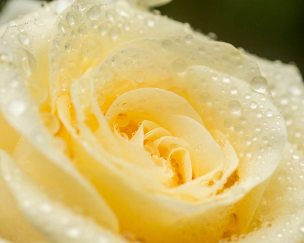 Kết cấu cánh hoa hồng gợi cảm giác mềm mượt