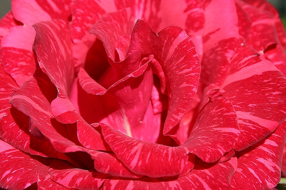 Đường vân cánh hoa ánh lên nét đẹp tự nhiên