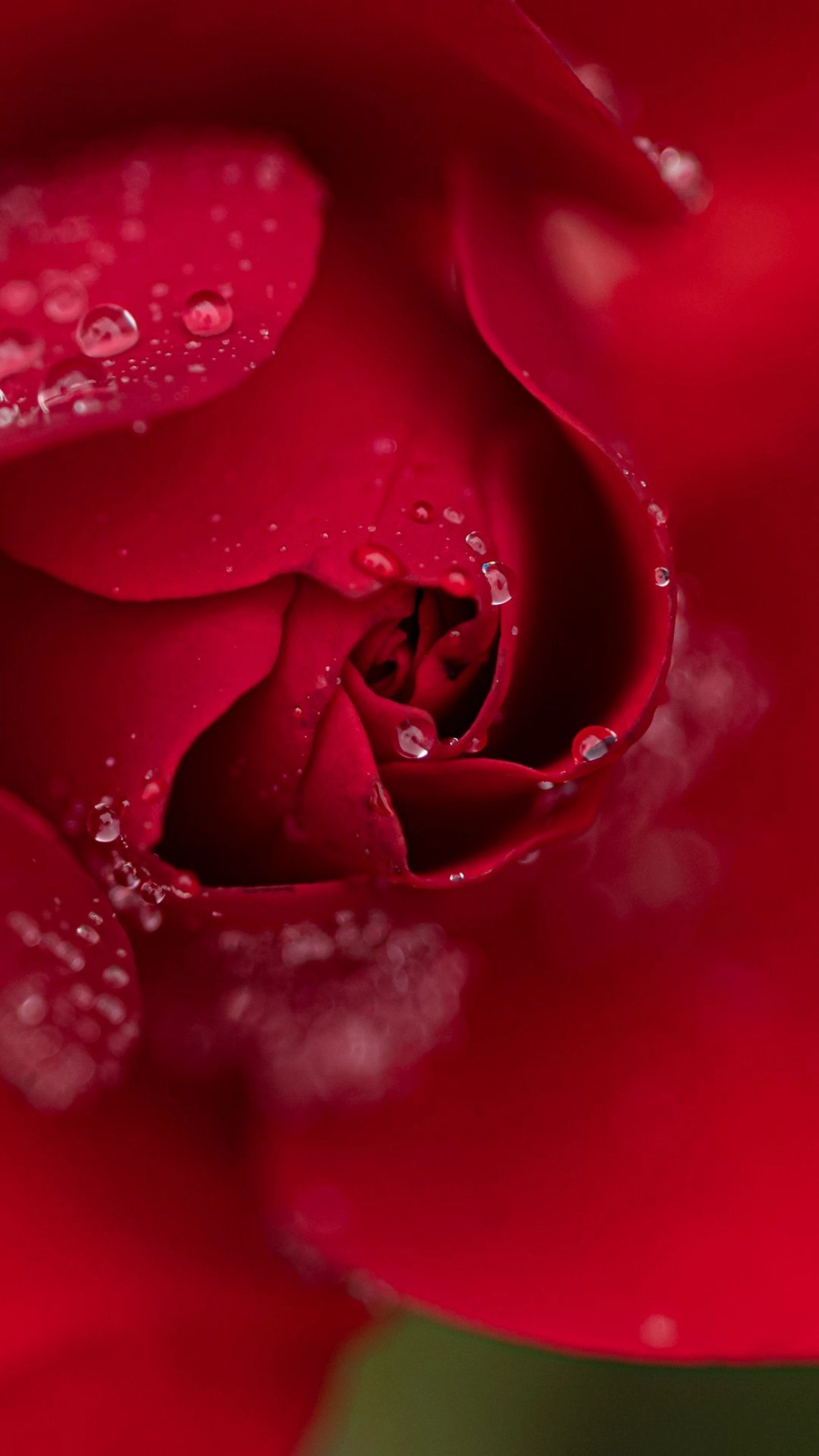 Soi cánh hoa hồng thấy rõ từng lớp mỏng manh