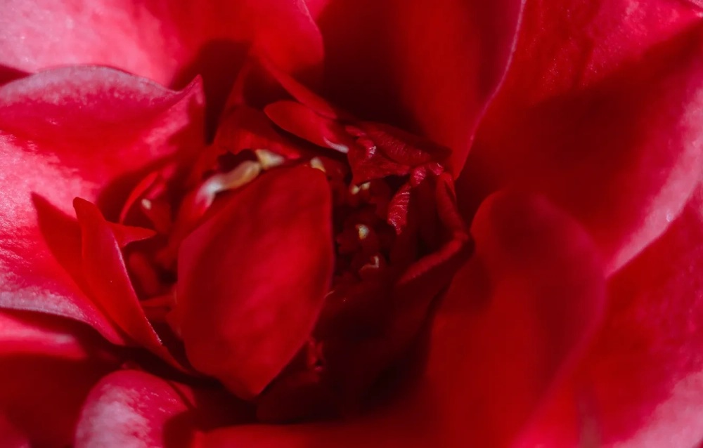 Chi tiết cánh hoa nổi bật sự tinh xảo lạ thường