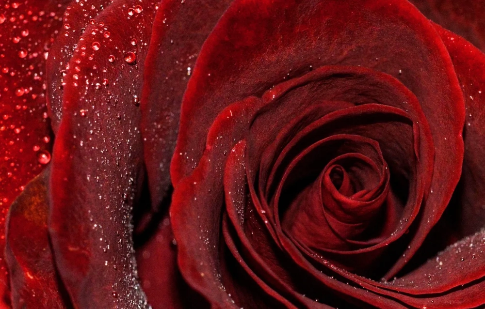 Hoa hồng nhìn gần khoe vẻ đẹp đầy cuốn say