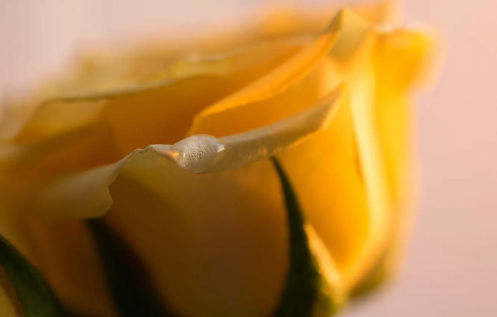 Màu sắc cánh hoa chuyển tầng rực rỡ cuốn hút