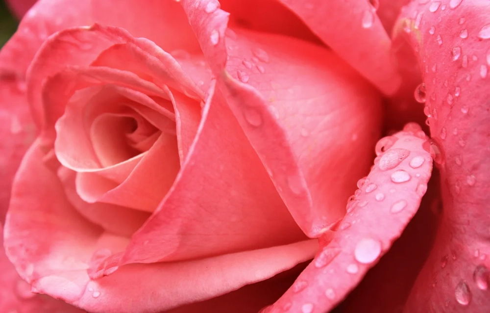 Mép cánh hoa uyển chuyển mềm như tơ lụa