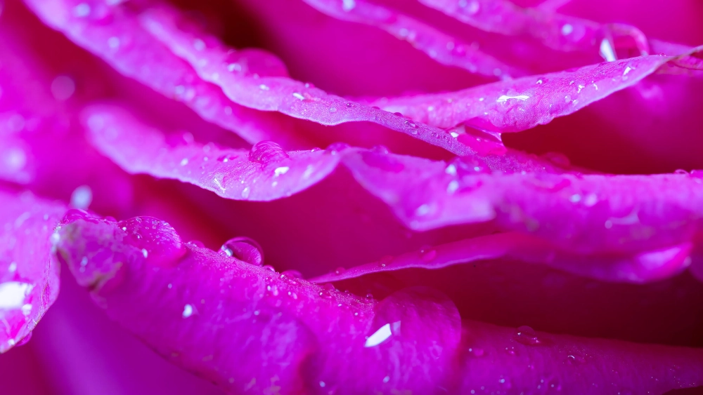 Vẻ đẹp cánh hoa phô bày sự tinh khôi nhẹ nhàng