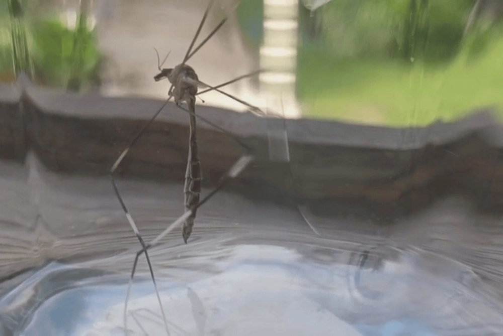 Cận cảnh vết muỗi đốt phóng to sưng đỏ trên da tay