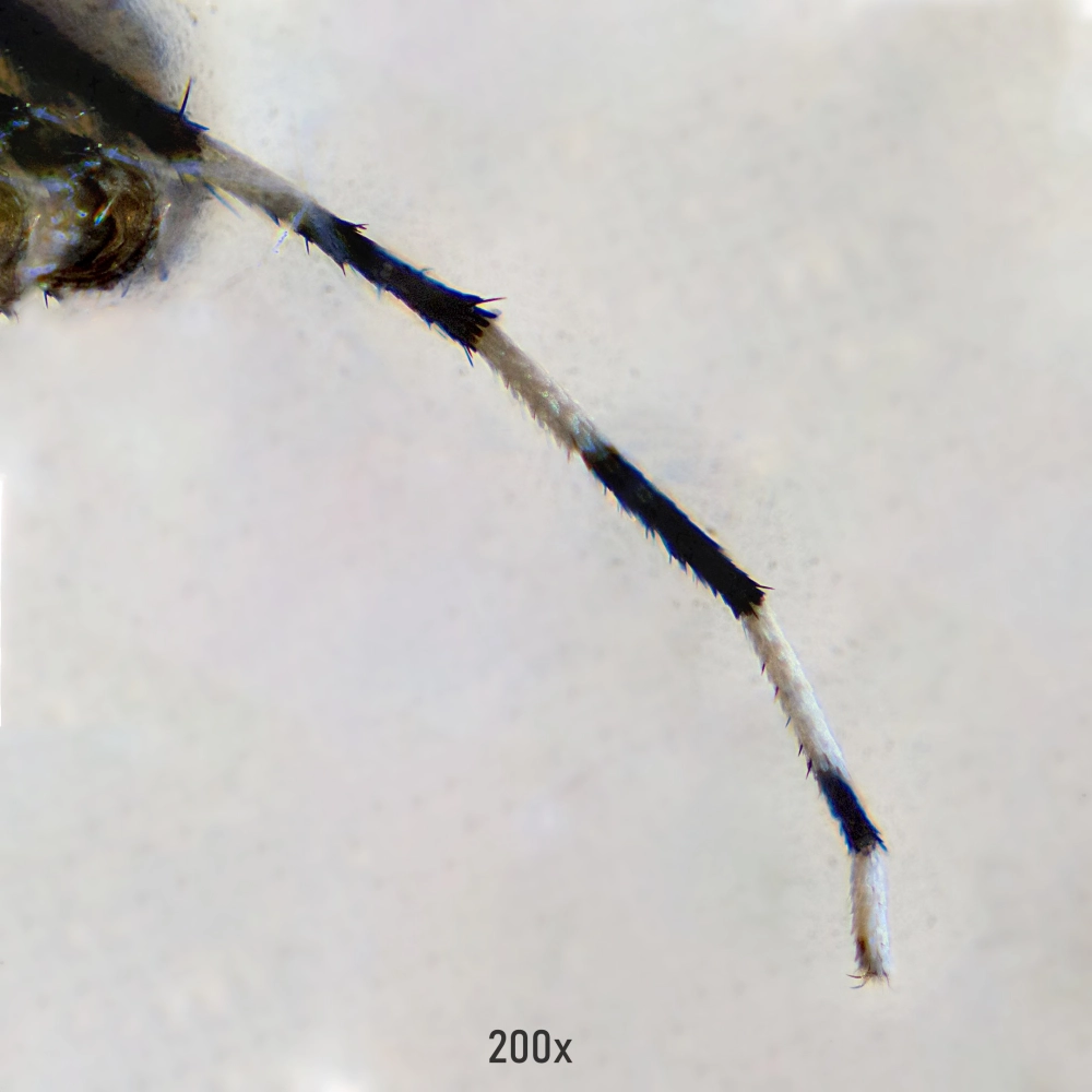 Những sợi lông chân muỗi giúp cảm nhận rung động không khí