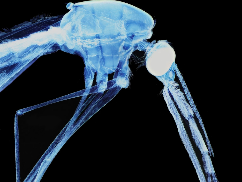 Hình ảnh vòi hút máu của muỗi đang xuyên qua lớp da người