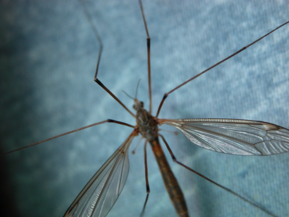 Mô phỏng cách muỗi tìm mạch máu dưới da bằng cảm biến nhiệt