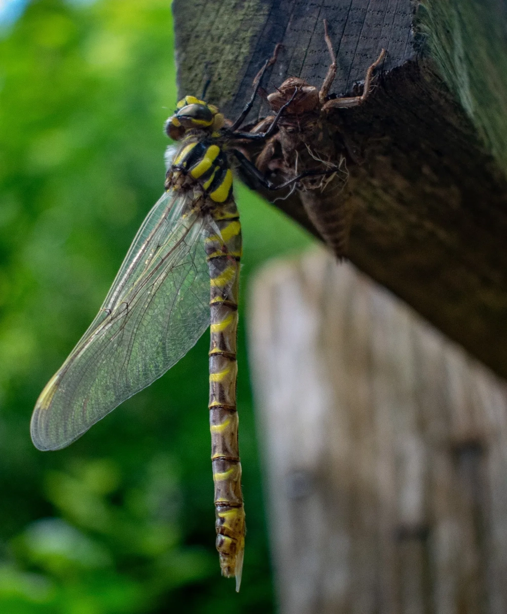 Vẻ đẹp mong manh của chuồn chuồn mới lột xác trên đóa sen