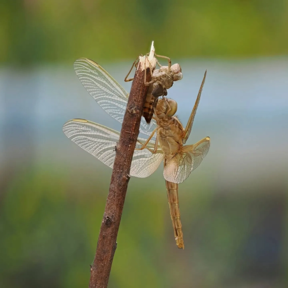 Chuồn chuồn non đang tập vỗ đôi cánh lần đầu tiên trong đời