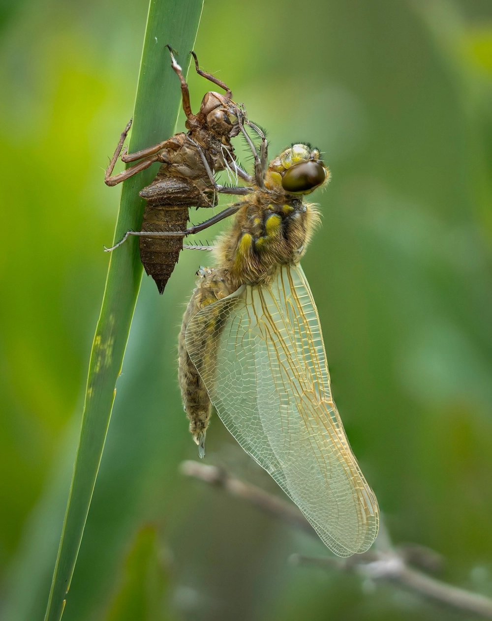 Góc chụp macro mắt chuồn chuồn lúc vừa mới thoát xác