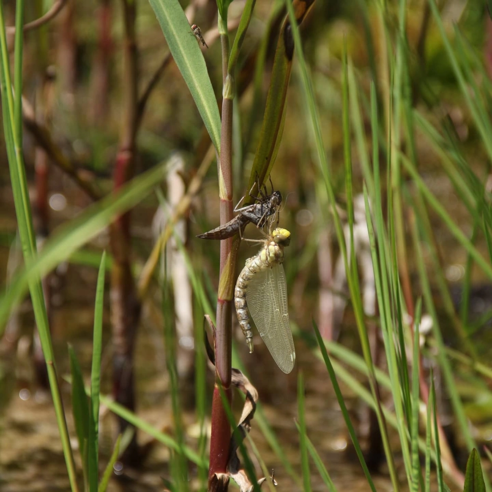 Quá trình chuồn chuồn nở diễn ra dưới ánh trăng huyền ảo