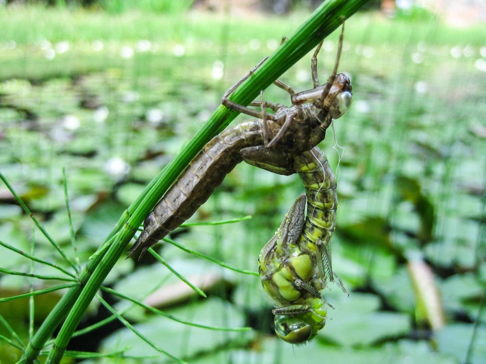 Khoảnh khắc chuồn chuồn lột xác rút cơ thể ra khỏi vỏ bọc