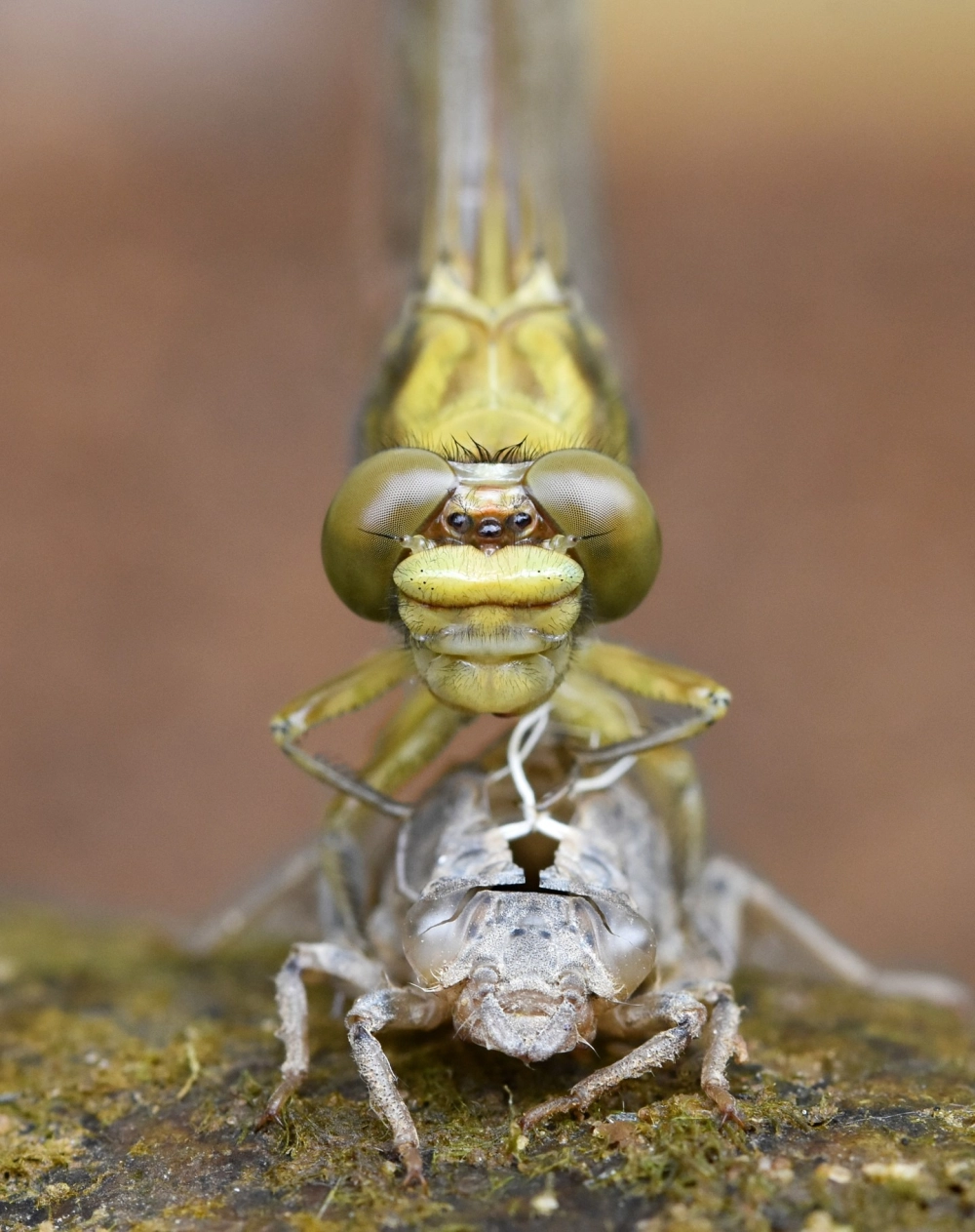 Chuồn chuồn nước biến hình hoàn hảo thành chuồn chuồn bay