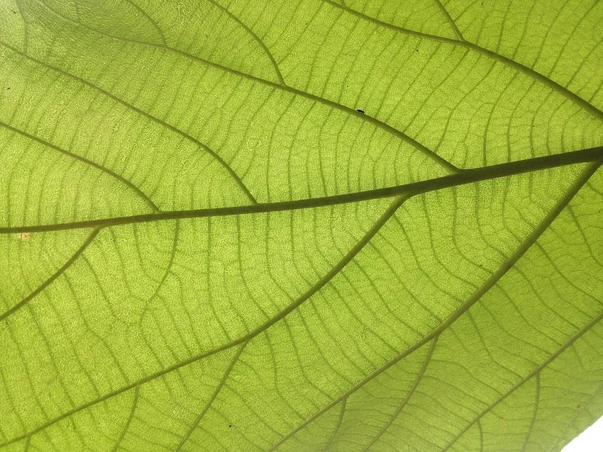 Gân lá cây phóng to mang nét đẹp tự nhiên