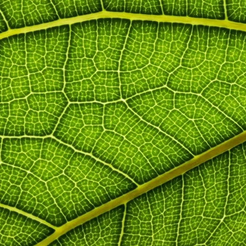 Gân lá cây phóng to làm rõ từng đường nét