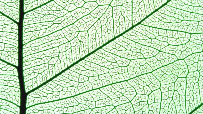 Gân lá cây phóng to hé lộ cấu trúc đẹp mắt