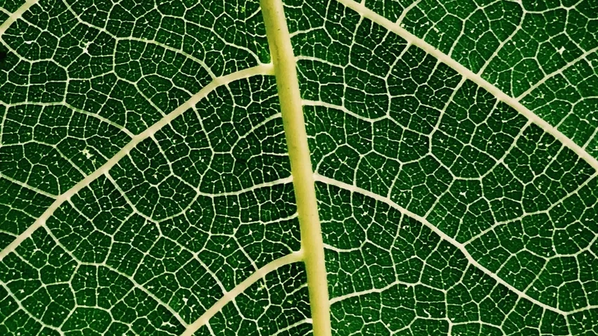 Gân lá cây phóng to bật lên đường vân lá