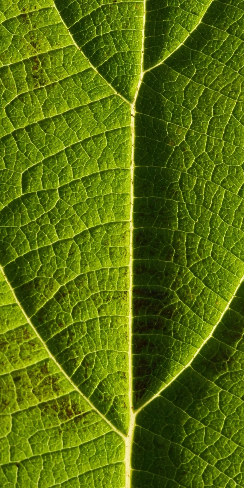 Gân lá cây phóng to chân thật ở mọi góc nhìn