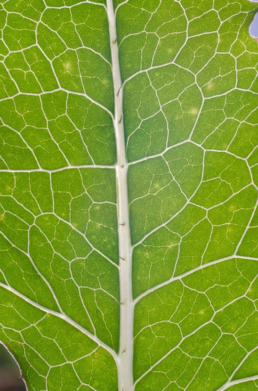 Gân lá cây phóng to tạo sắc thái nghệ thuật tự nhiên