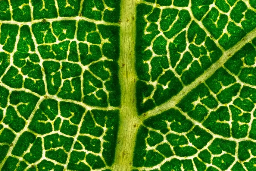 Gân lá cây phóng to tạo chiều sâu tự nhiên