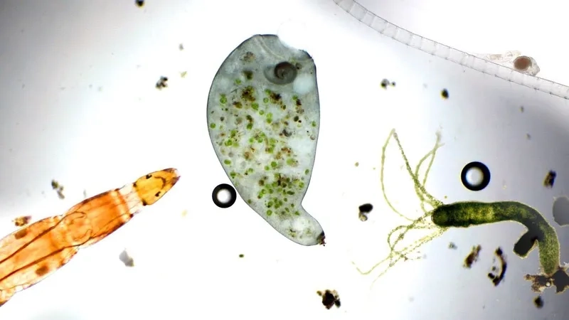 Sinh vật nhỏ trong nước đang bơi lội