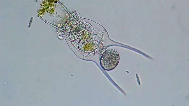 Trùng roi dưới kính hiển vi đang di chuyển