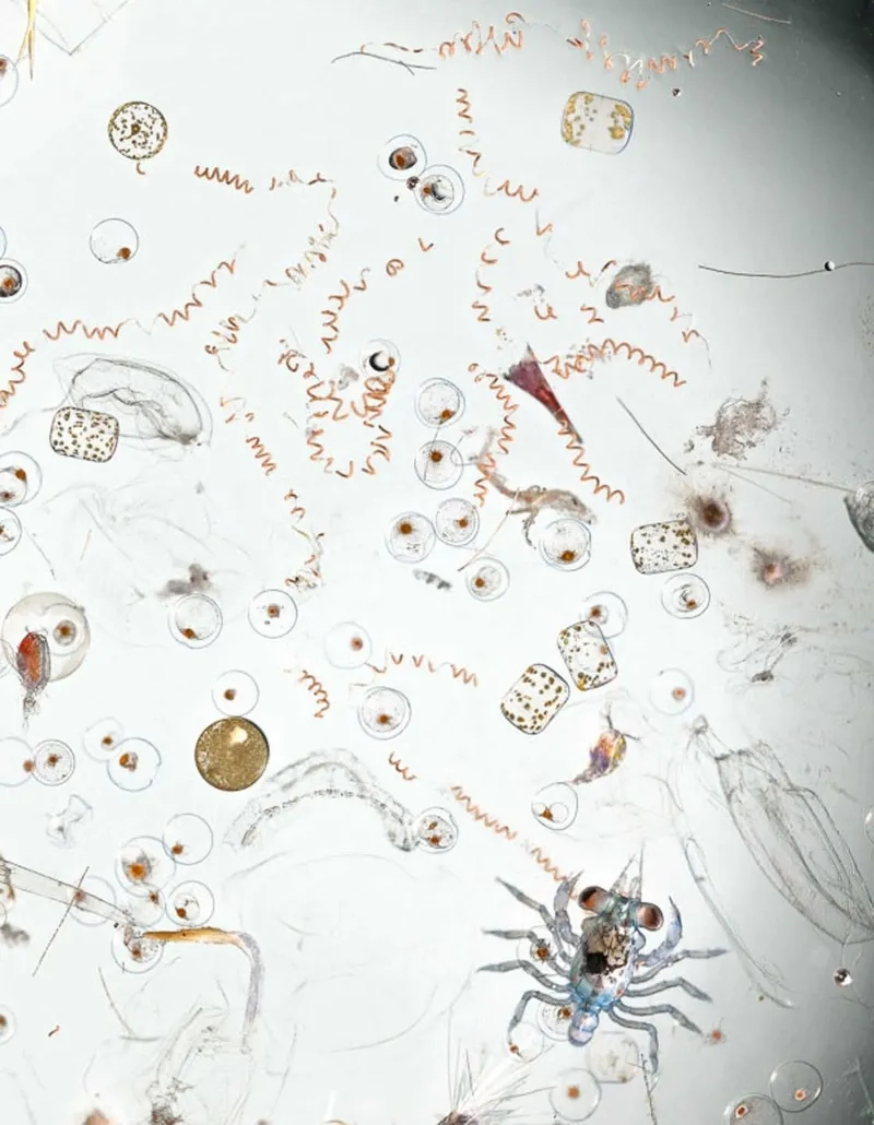 Ảnh sinh vật phù du đa dạng hình dạng