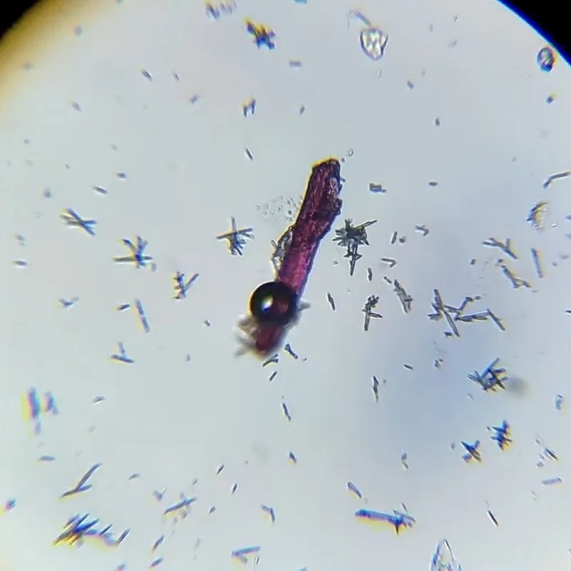 Sinh vật nhỏ trong nước đang bơi lội