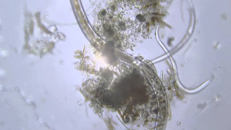 Tảo dưới kính hiển vi với màu xanh lục