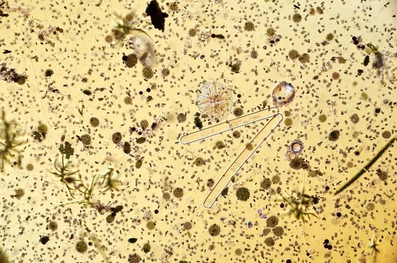 Kính hiển vi quan sát nước hồ