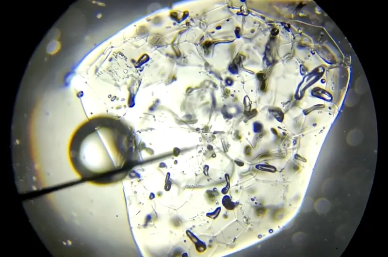 Cách làm tiêu bản nước để quan sát