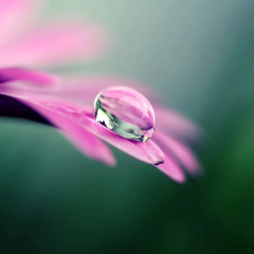 Ảnh giọt sương đọng trên cánh hoa mang cảm giác tươi mới tự nhiên